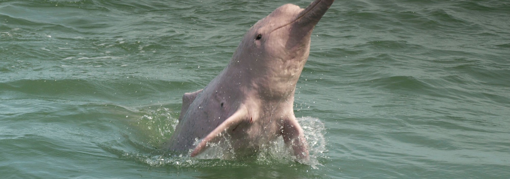 khanom-pinkdolphin-thailandtravel-1