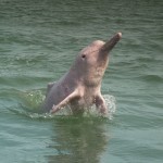 khanom-pinkdolphin-thailandtravel-1