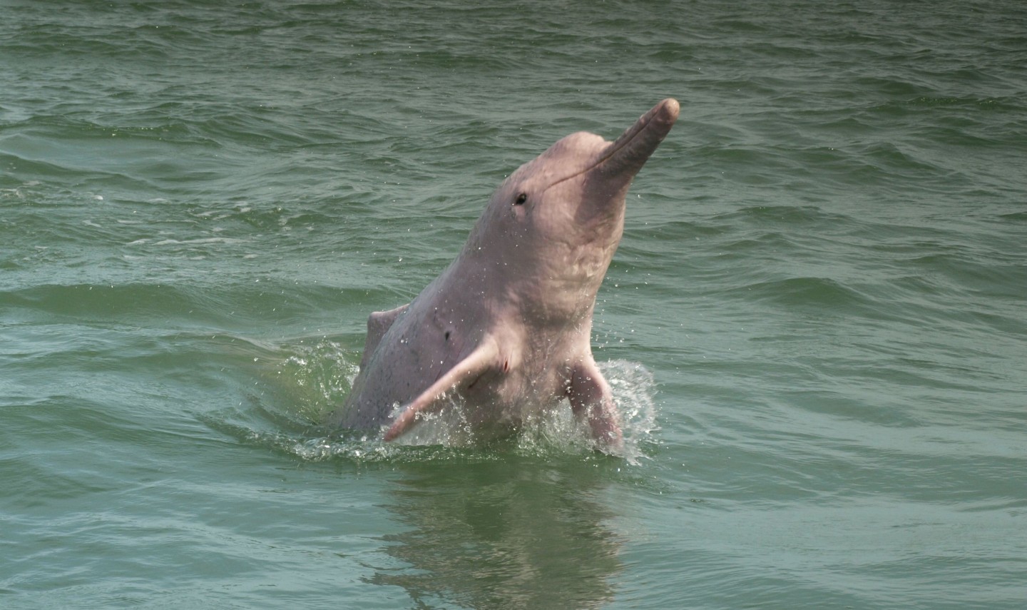 khanom-pinkdolphin-thailandtravel