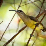 khao-sok-elephant-hills-vogel-jungle-thailandtravel