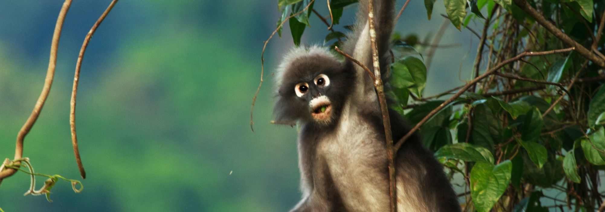 khao-sok-elephanthills-aap-monkey-thailandtravel