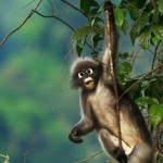 khao-sok-elephanthills-aap-monkey-thailandtravel