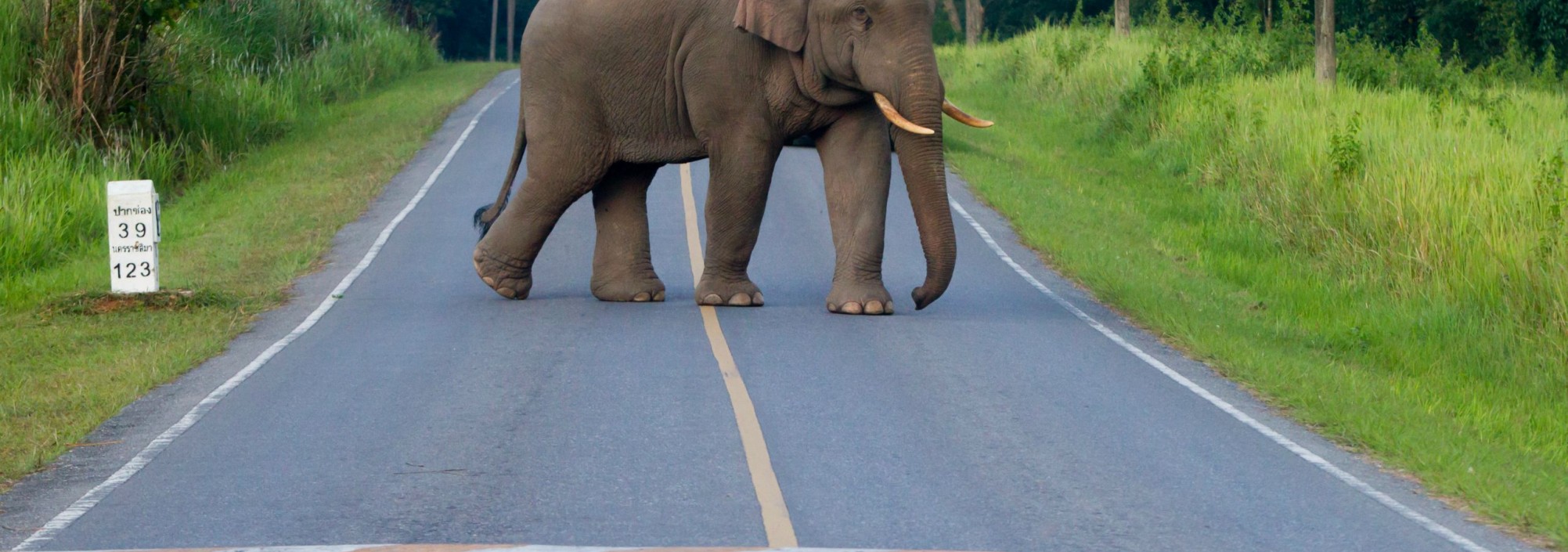 khao-yai-national-park-olifant-thailandtravel