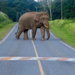khao-yai-national-park-olifant-thailandtravel
