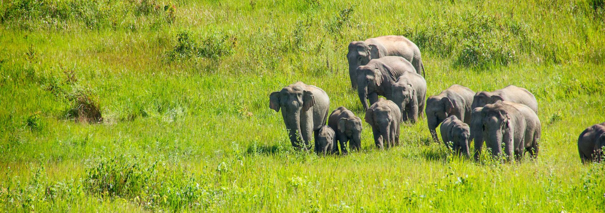 khao-yai-national-park-thailand-thailandtravel