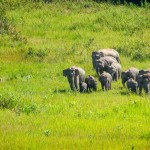 khao-yai-national-park-thailand-thailandtravel