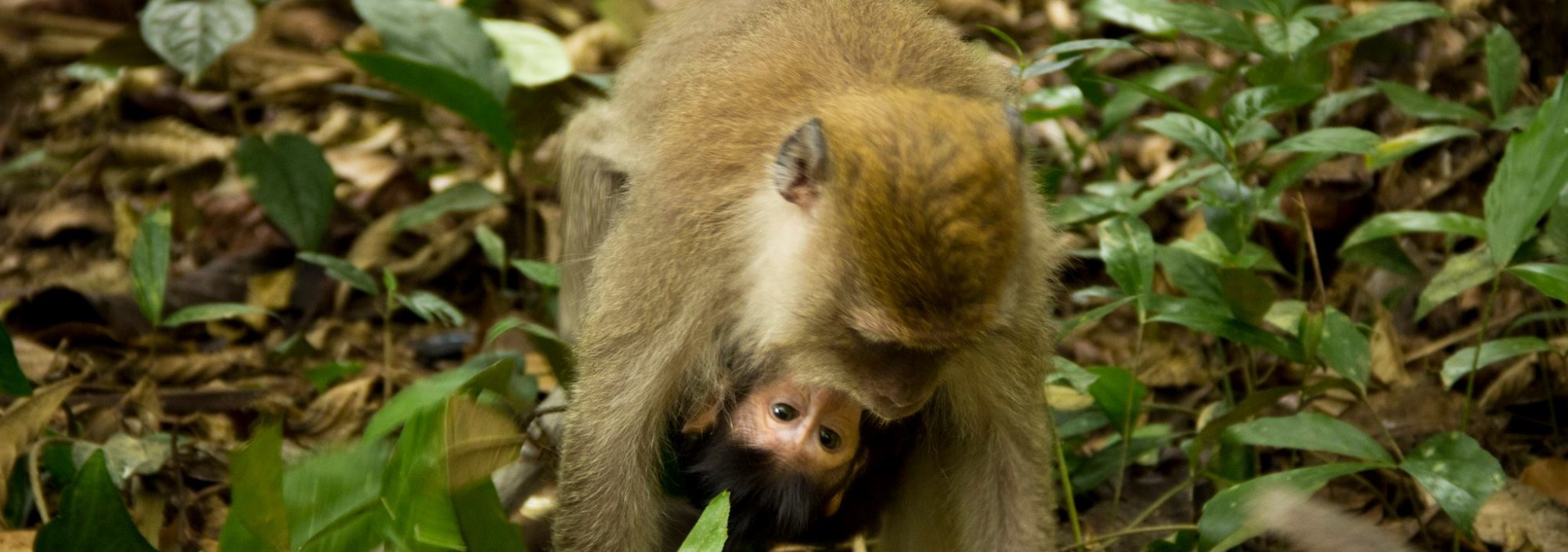 khaosok-aap-monkey-thailandtravel