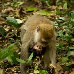 khaosok-aap-monkey-thailandtravel