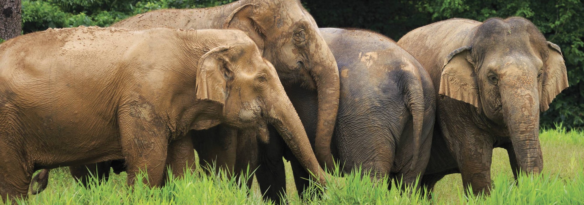 khaosok-elephant-hills-elephants-thailandtravel