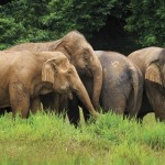 khaosok-elephant-hills-elephants-thailandtravel