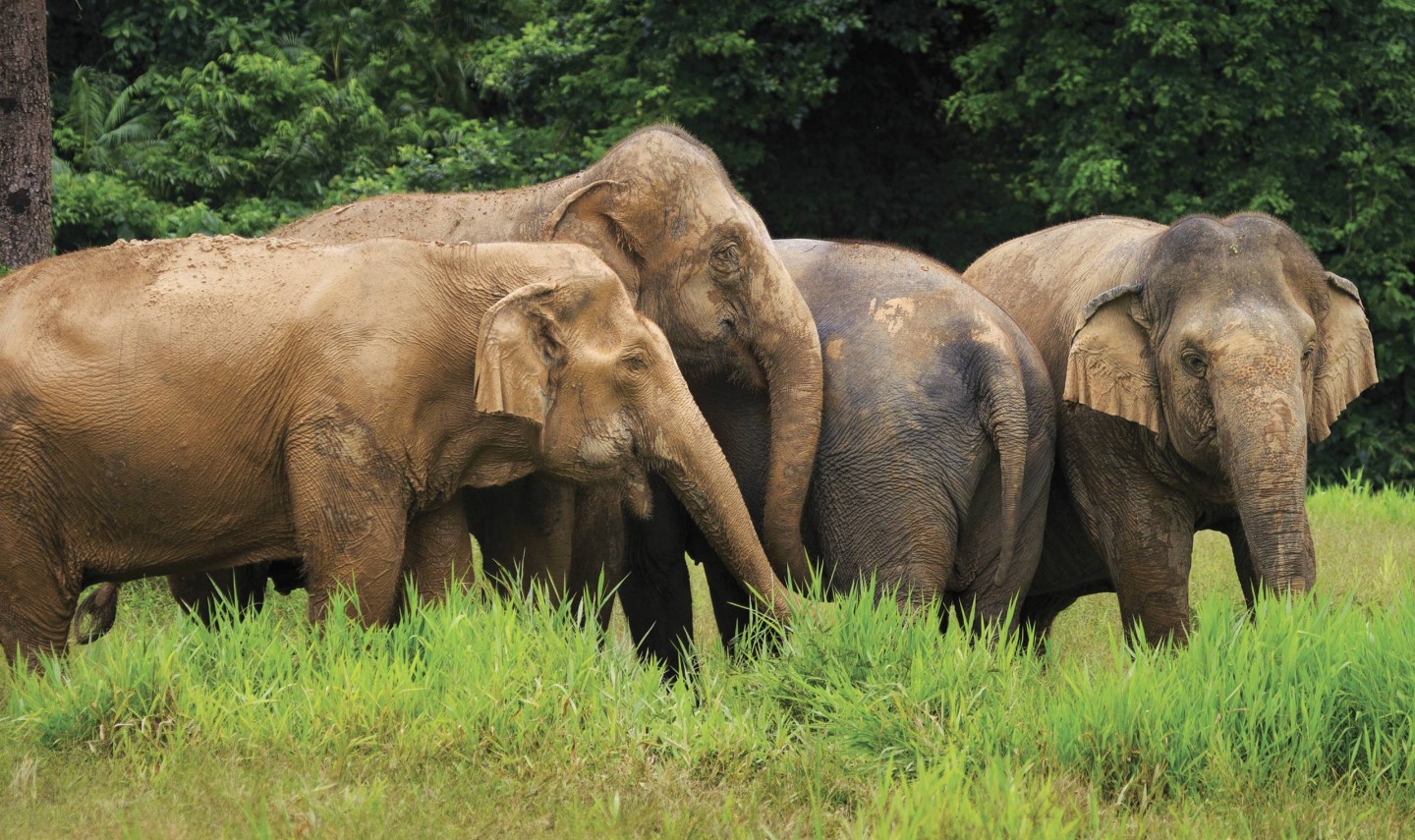 khaosok-elephant-hills-elephants-thailandtravel