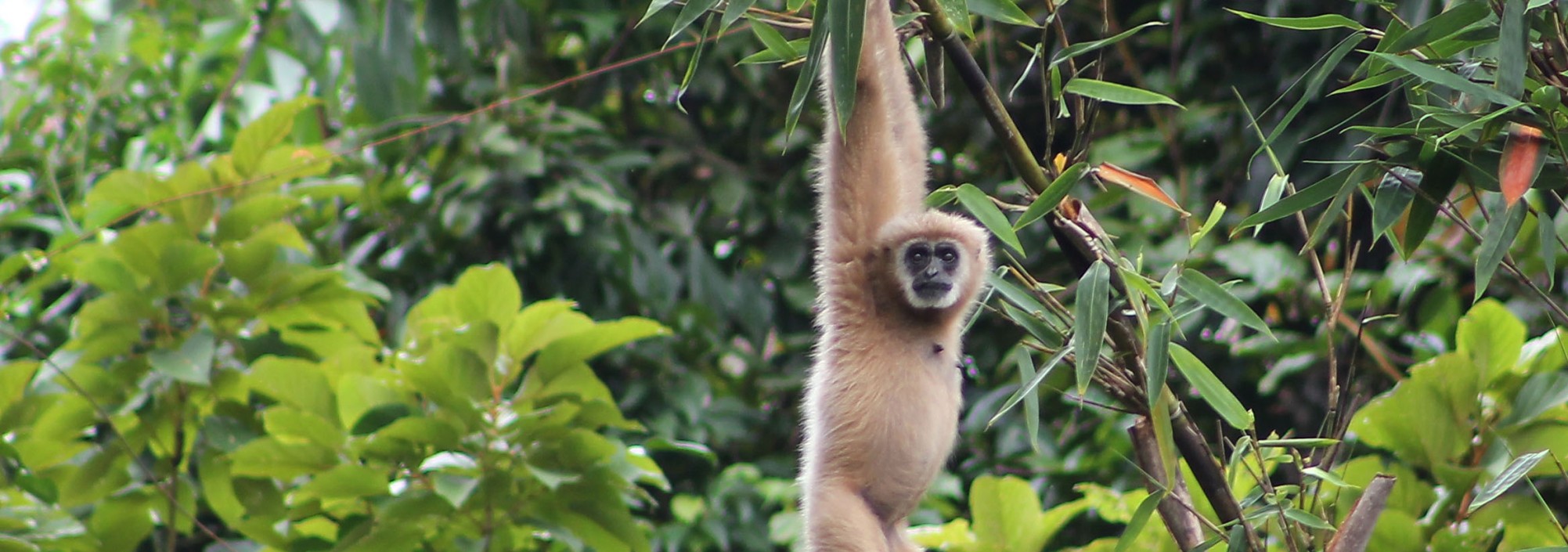 khaosok-elephanthills-aap-jungle-monkey-park-thailandtravel