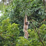 khaosok-elephanthills-aap-jungle-monkey-park-thailandtravel