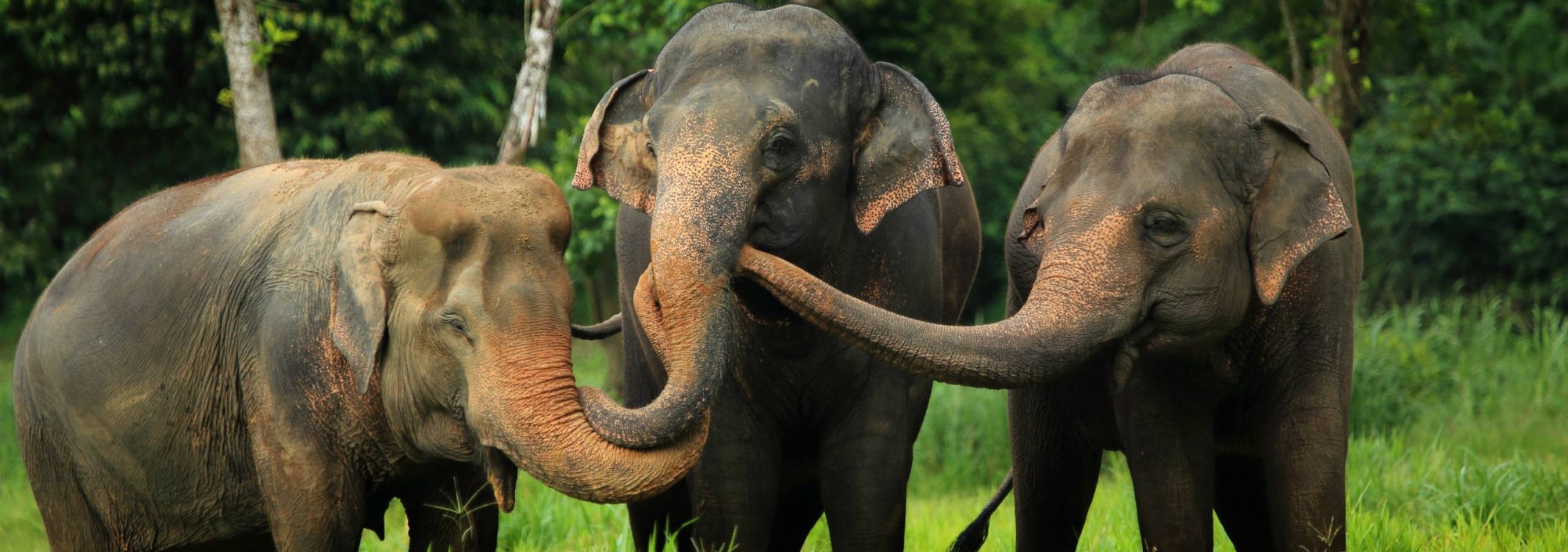 khaosok-elephanthills-elephants-thailandtravel