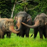 khaosok-elephanthills-elephants-thailandtravel