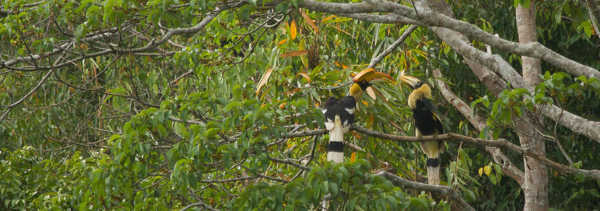 khaosok-elephanthills-hornbills-thailandtravel