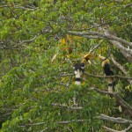 khaosok-elephanthills-hornbills-thailandtravel