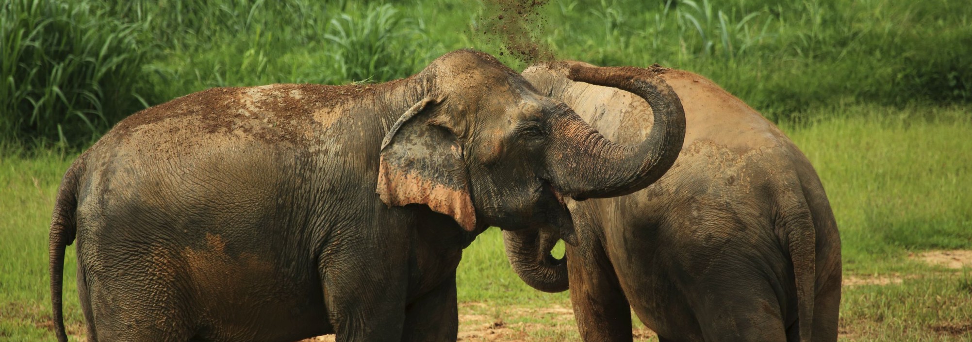 khaosok-elephanthills-olifant-olifanten-thailandtravel