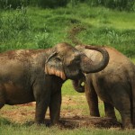 khaosok-elephanthills-olifant-olifanten-thailandtravel