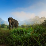 khaosok-elephanthills-olifant-view-thailandtravel