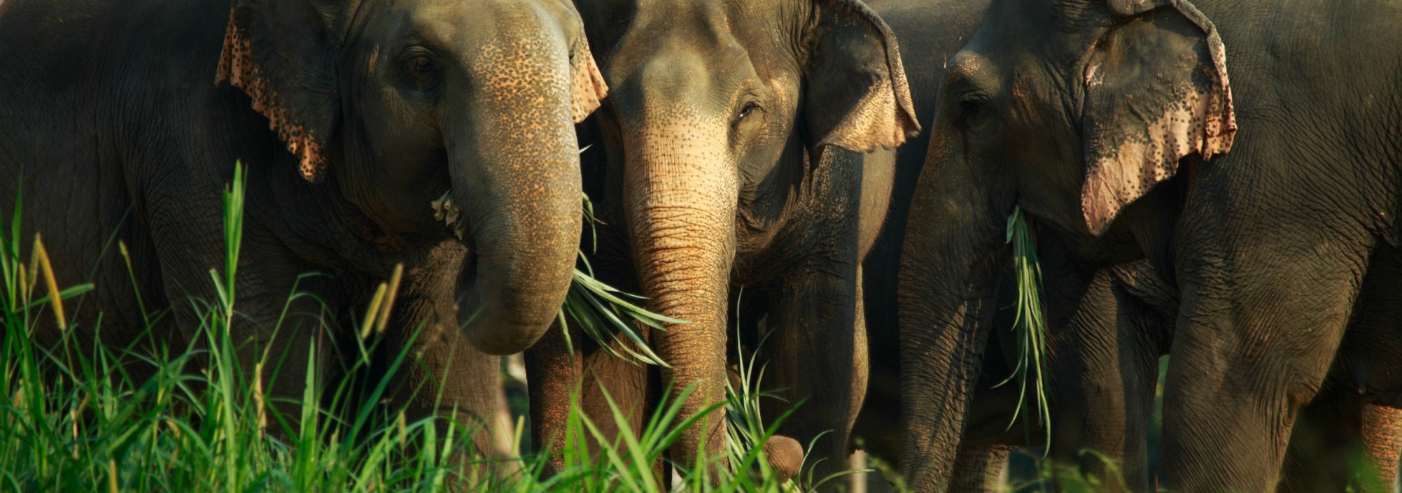 khaosok-elephanthills-olifanten-groep-thailandtravel