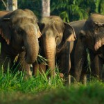 khaosok-elephanthills-olifanten-groep-thailandtravel