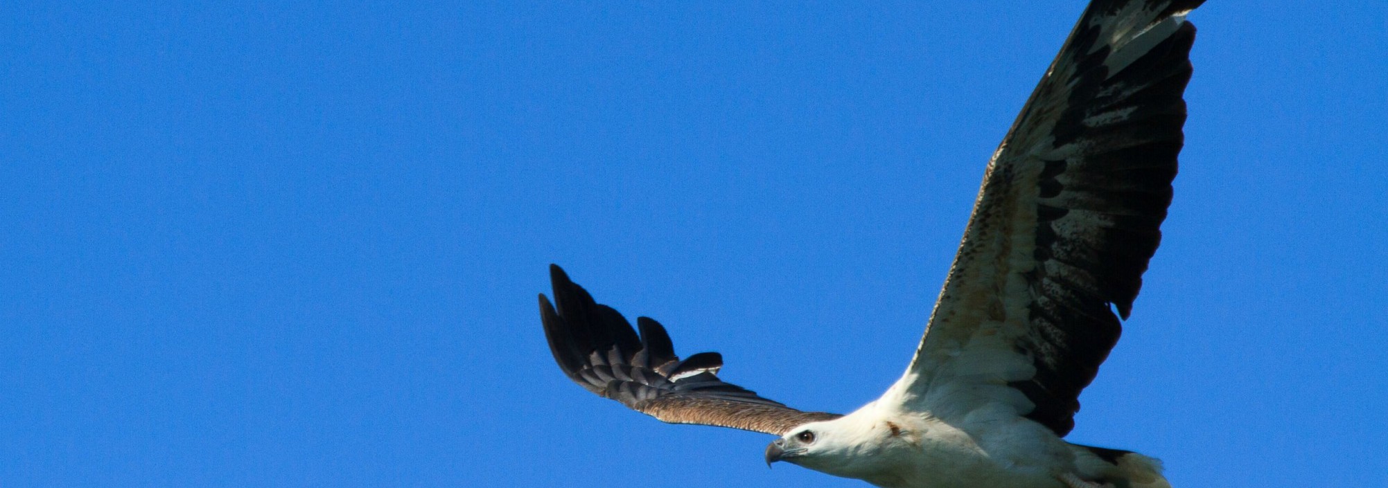 khaosok-elephanthills-wildlife-vogel-adelaar-thailandtravel