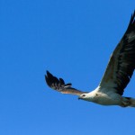 khaosok-elephanthills-wildlife-vogel-adelaar-thailandtravel