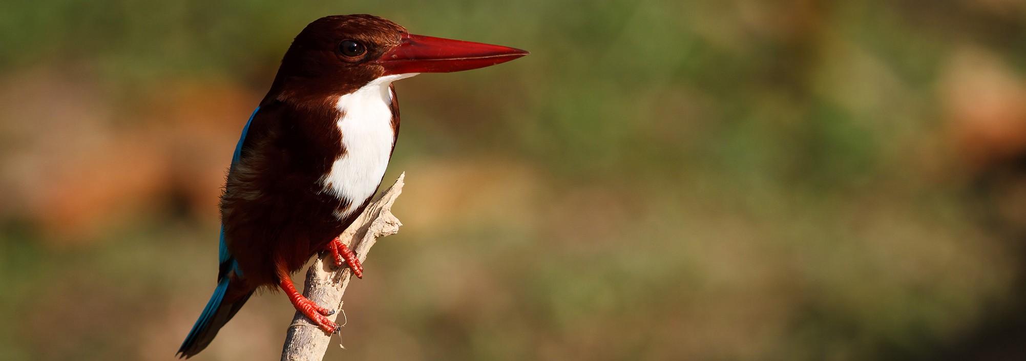 khaosok-elephanthills-wildlife-vogels-vogel-thailandtravel