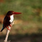 khaosok-elephanthills-wildlife-vogels-vogel-thailandtravel