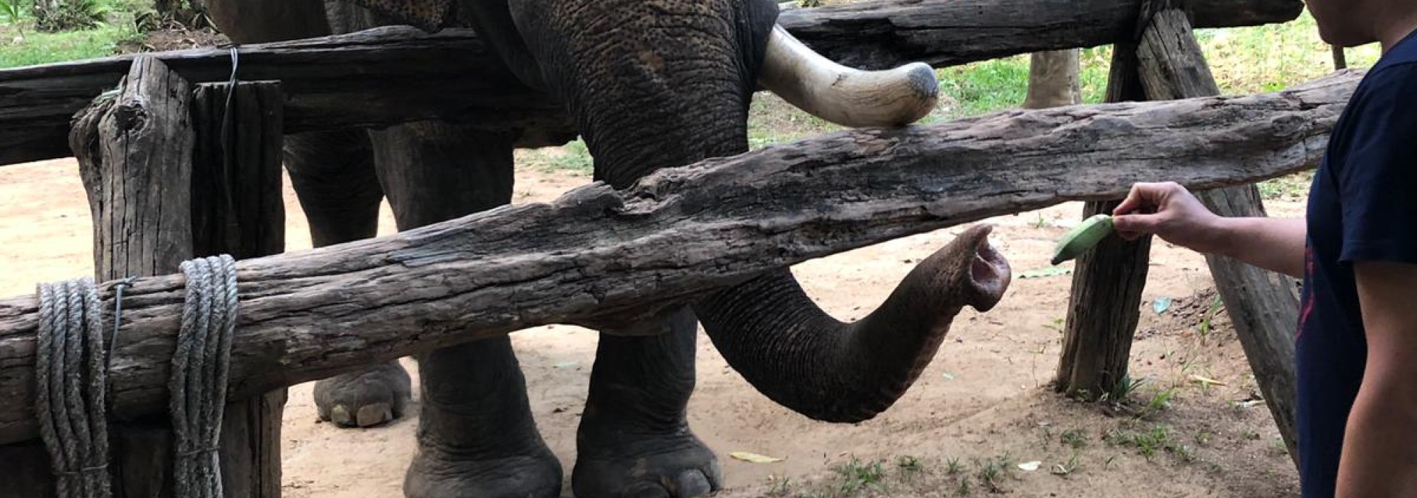 khaosok-olifant-voeren-thailandtravel