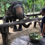 khaosok-olifant-voeren-thailandtravel