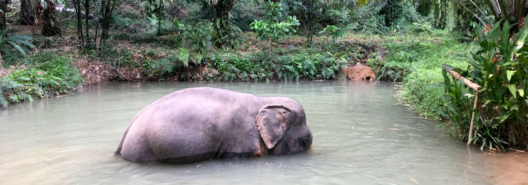khaosok-olifanten-badderen-thailandtravel