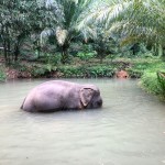 khaosok-olifanten-badderen-thailandtravel