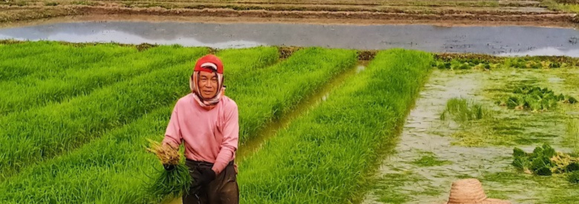 khum-lanna-luxe-homestay-platteland-rijstveld-thailandtravel