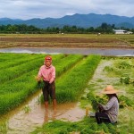 khum-lanna-luxe-homestay-platteland-rijstveld-thailandtravel