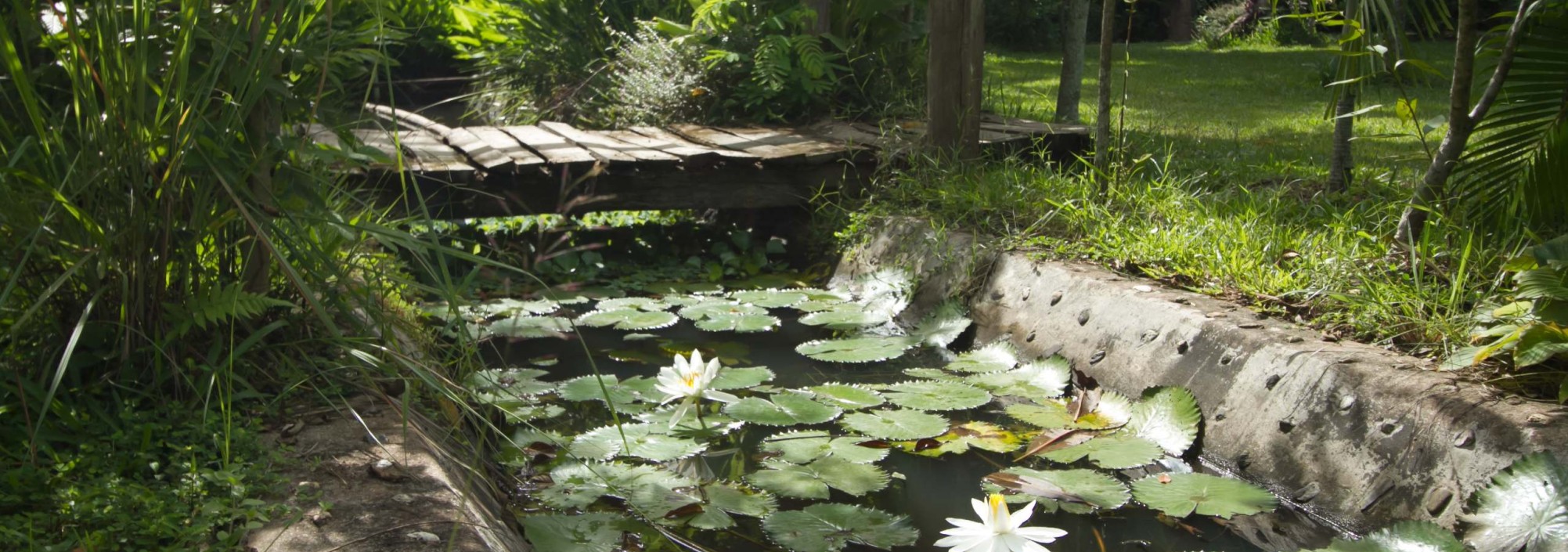 khum-lanna-luxe-homestay-vijver-tuin-thailandtravel