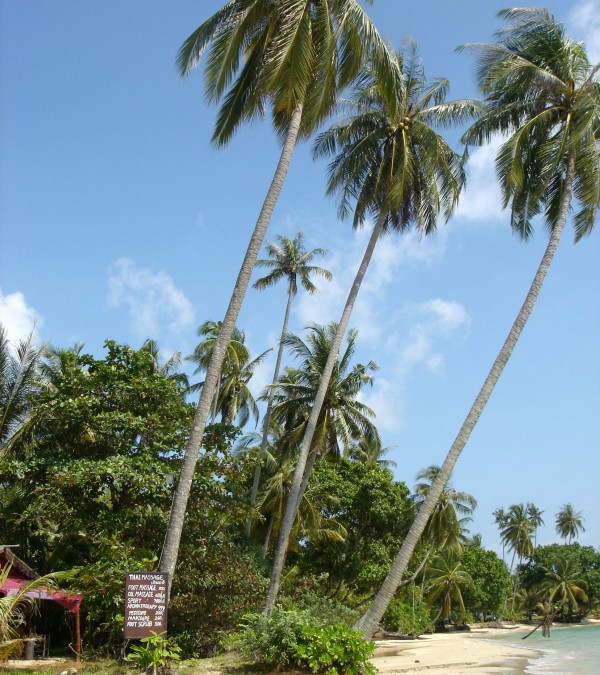 kohmak-palmenstrand-thailandtravel