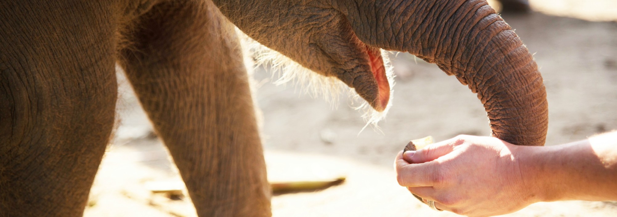 olifanten-baby-diervriendelijk-park-thailand-thailandtravel