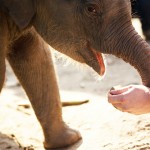 olifanten-baby-diervriendelijk-park-thailand-thailandtravel