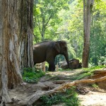 olifanten-chiang-mai-trekking-thailandtravel-1