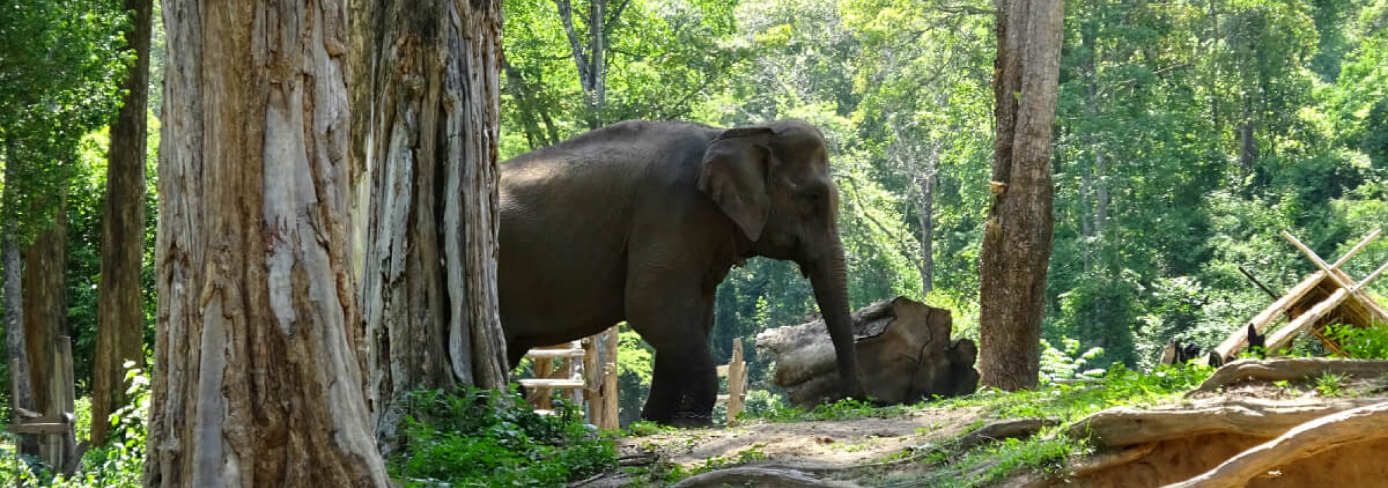 olifanten-chiang-mai-trekking-thailandtravel-1