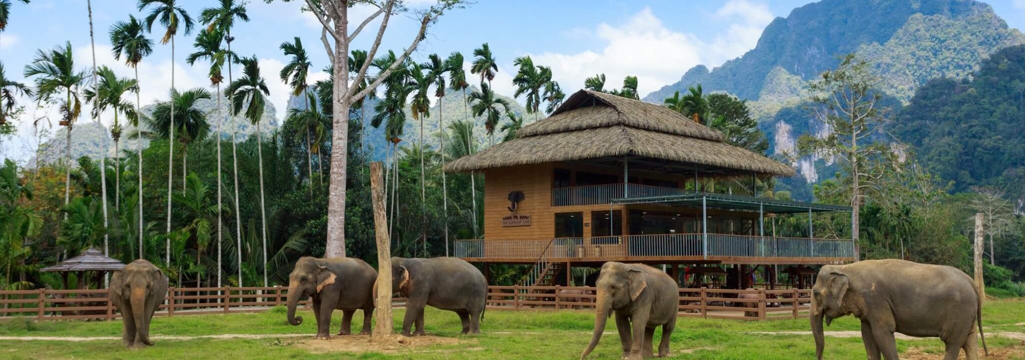 olifanten-elephant-hills-khao-sok