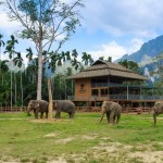 olifanten-elephant-hills-khao-sok