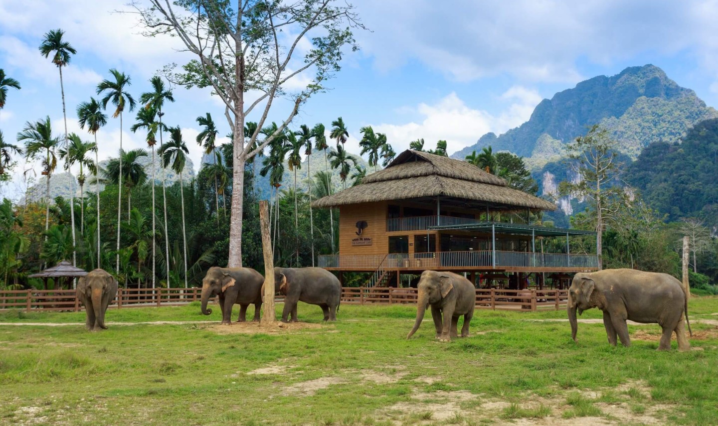 olifanten-elephant-hills-khao-sok