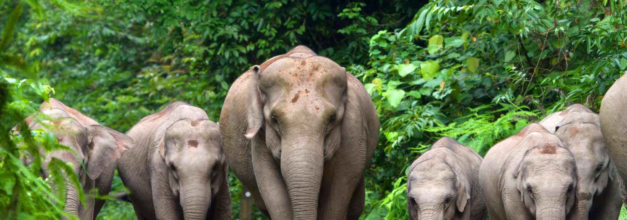 olifanten-in-khao-yai-national-park-thailandtravel-1