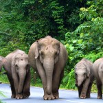olifanten-in-khao-yai-national-park-thailandtravel-1