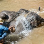 olifanten-rivier-thailandtravel