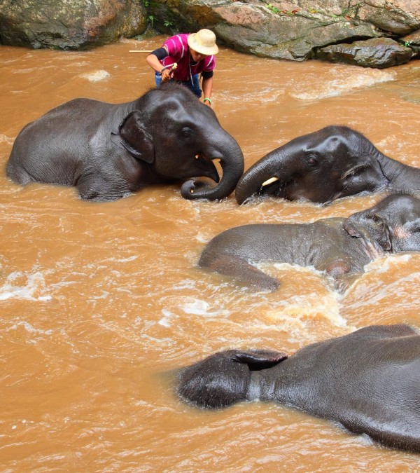 olifanten-wassen-chiang-mai-thailandtravel-2