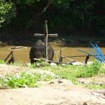 olifantenkamp-chiang-mai-trekking-thailandtravel-1